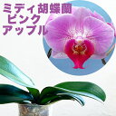 新発売 新商品 今ならつぼみ、または花付き-- 希少なビッグリップ系『ミディ胡蝶蘭 「ピンクアップル」【花咲く苗セット】』数量限定発売洋ラン栽培セット 説明書付き 洋蘭栽培植え替えセット、素焼き鉢、肥料、受け皿、新聞、説明書付き