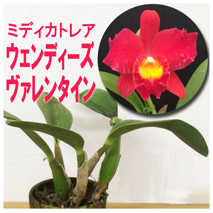 再販売 洋ランの苗『ミディカトレア「ウェンディーズヴァレンタイン」【花咲く苗セット】』花 セット 花鉢 洋ラン栽培セット(素焼き鉢・お花の説明書・肥料・受皿・保証書付き) 育て方の説明書付き