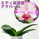 新発売 新商品 今ならつぼみ、または花付き--『ミディ胡蝶蘭 「フォンティエン アマパールコンパール」【花咲く苗セット】』洋ラン栽培セット 説明書付き 洋蘭栽培植え替えセット、素焼き鉢、肥料、受け皿、新聞、説明書付き