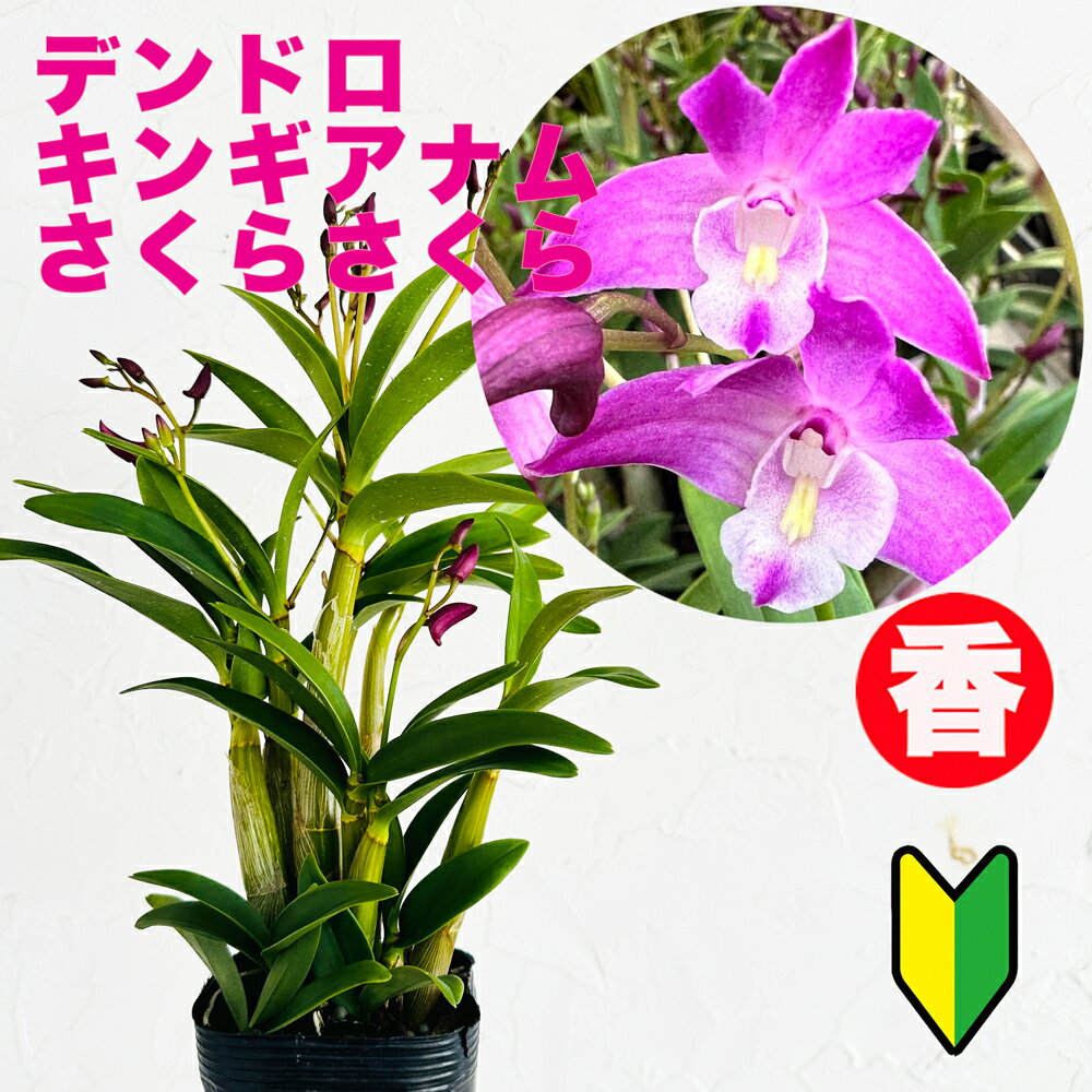 洋ランの苗 デンドロ品種キンギアナム さくらひらひら 【花咲く苗セット】 3寸 花 セット 花鉢洋ラン栽培セット 説明書付き 洋ランの育て方の説明書付き 洋蘭苗栽培キット植え替えキンギアナム…