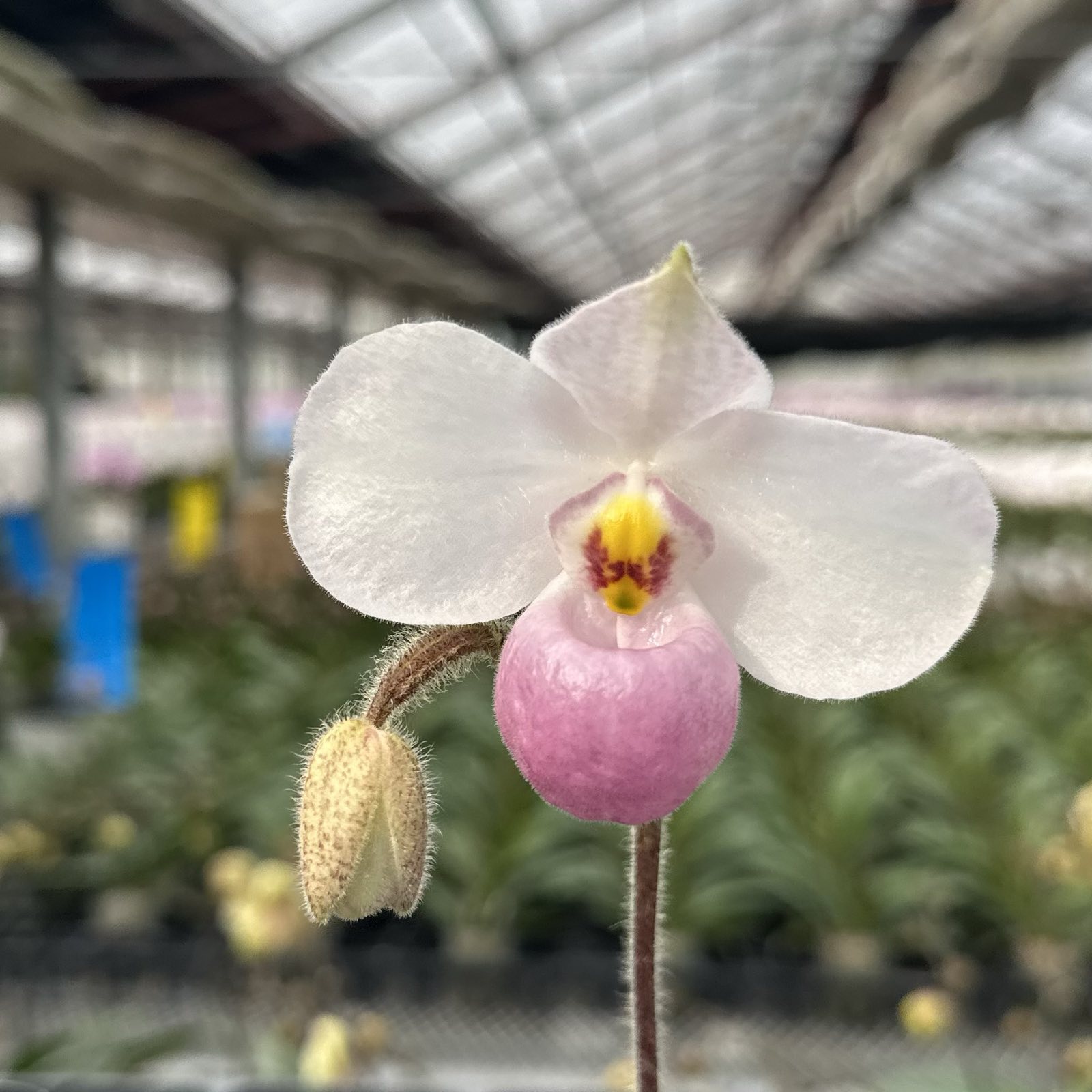 �Υ����ġإѥե������� �֥ǥ�ʥƥ����� �ڲֺ餯�ĥ��åȡۡٲ� ���å� ��ȭ��迧�Υѥե����ڥǥ�����̴��ˤʤꤽ�� ���� �Υ����ݥ��å� �������դ� �Υ��ΰ�������������դ� �����ĺ��ݥ��å� �����ؤ�