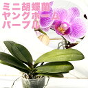 『ミニ胡蝶蘭「ヤングホーム パープル」【花咲く苗セット】』数量限定発売洋ラン栽培セット 説明書付き 洋蘭栽培植え替えセット、素焼き鉢、肥料、受け皿、新聞、説明書付き