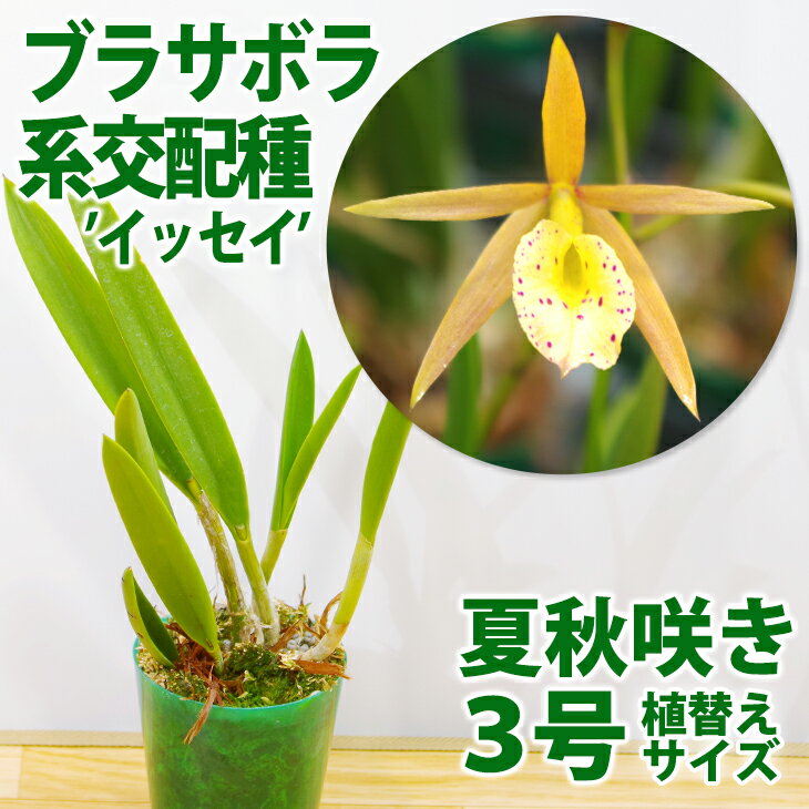洋ランの苗『ブラッサボラ交配種 「イッセイ」【花咲く苗セット】』花 セット 花鉢魅惑の蘭ブラサボラの新品種洋ラン栽培セット 説明書付きのサムネイル