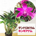 店長にお任せ！初心者向け『デンドロ原種 キンギアナム【花咲く苗セット】』品種お任せセット 花鉢デンドロビューム デンドロビウム洋ラン栽培セット 説明書付き 洋ランの育て方の説明書付き 洋蘭苗栽培キットキンギアナムの育て方