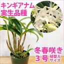 洋ランの苗『デンドロビウム 「キンギアナム実生品種」【花咲く苗セット】』花 セット 花鉢洋ラン栽培セット 説明書付き 洋ランの育て方の説明書付き 洋蘭苗栽培キット植え替えキンギアナムの育て方