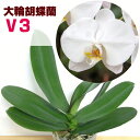 洋ランの苗　今ならつぼみ、または花付き--『大輪白胡蝶蘭 「V3」【花咲く苗セット】』花 セット 花鉢世界で最も選ば…