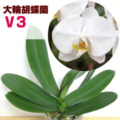 https://thumbnail.image.rakuten.co.jp/@0_mall/morimizuki/cabinet/plants/nae_ex/02730339/img59158602.jpg