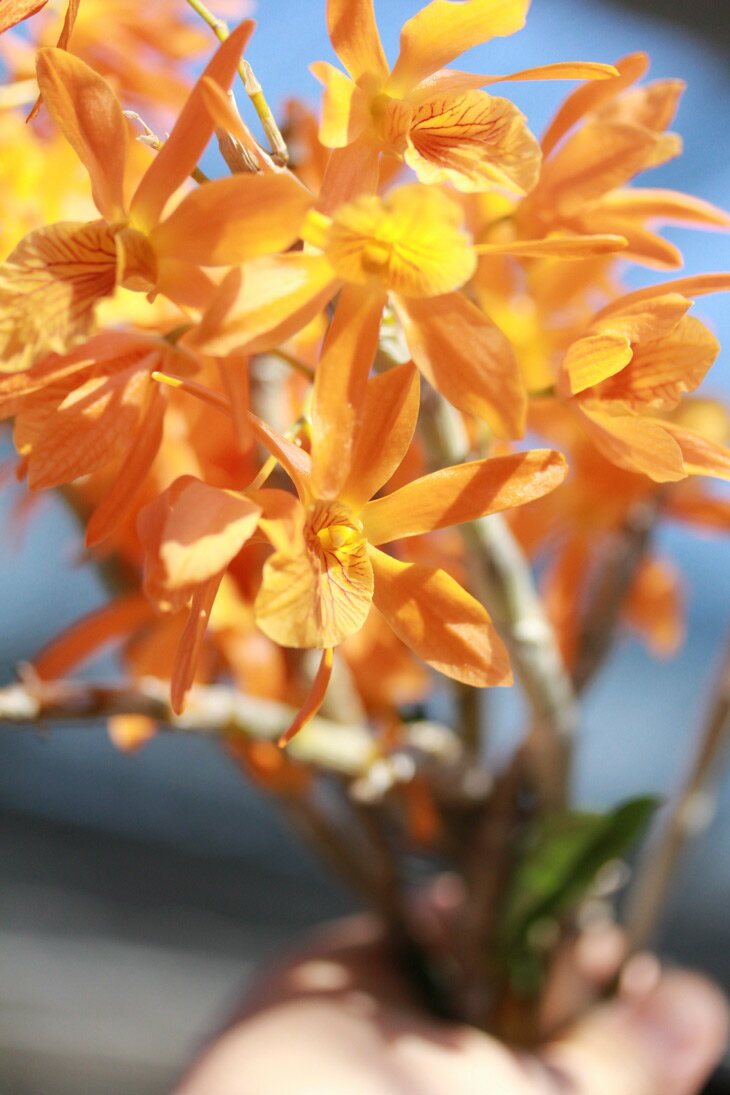 洋ランの苗『デンドロビューム ファイヤーバード【花咲く苗セット】』花 セット 花鉢 国際園芸博フロリアード2002で最高金賞を受賞した日本生まれの名花をご紹介！育てやすいので初心者の方に！デンドロビウムの育て方 デンドロビューム 育て方