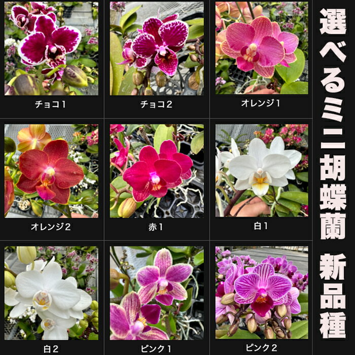 洋ランの苗 ミニ胡蝶蘭 選べる9種類【花咲く苗セット】 花 セット 花鉢 コチョウラン マイクロ胡蝶蘭 洋ラン栽培セット 説明書付き 胡蝶蘭の育て方 胡蝶蘭 育て方