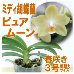 https://thumbnail.image.rakuten.co.jp/@0_mall/morimizuki/cabinet/plants/nae_ex/02730339/imgrc0104128516.jpg