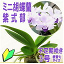 洋ランの苗『青い胡蝶蘭 「紫式部」 【花咲く苗セット】』花 セット 花鉢洋ラン栽培セット(素焼き鉢 お花の説明書 肥料 受皿 保証書) 洋蘭苗栽培キット植え替え