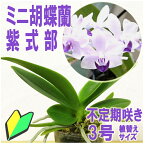 当店一番人気の洋ランの苗　今なら花芽付き『青い胡蝶蘭 「紫式部」 【花咲く苗セット】』花 セット 花鉢洋ラン栽培セット(素焼き鉢 お花の説明書 肥料 受皿 保証書) 洋蘭苗栽培キット植え替え