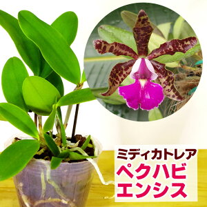 洋ランの苗『ミディカトレア 「ペクハビエンシス」（ペッカヴィエンシス）【花咲く苗セット】』花 セット 花鉢洋ラン栽培セット 説明書付き 洋ランの育て方の説明書付き 洋蘭苗栽培キット植え替え