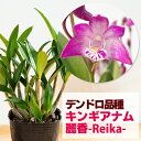 洋ランの苗『デンドロ品種キンギアナム 「麗香-Reika-」【花咲く苗セット】』花 セット 花鉢幸せのイメージの薄ピンク＆香りが広がる初心者の方に超おススメ！！洋ラン栽培セット 説明書付き