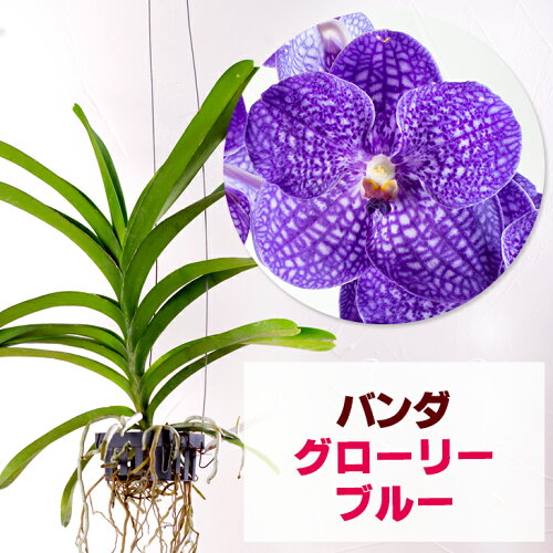 バンダの最新品種が数量限定販売スタート！大きな濃い青紫の花を咲か...