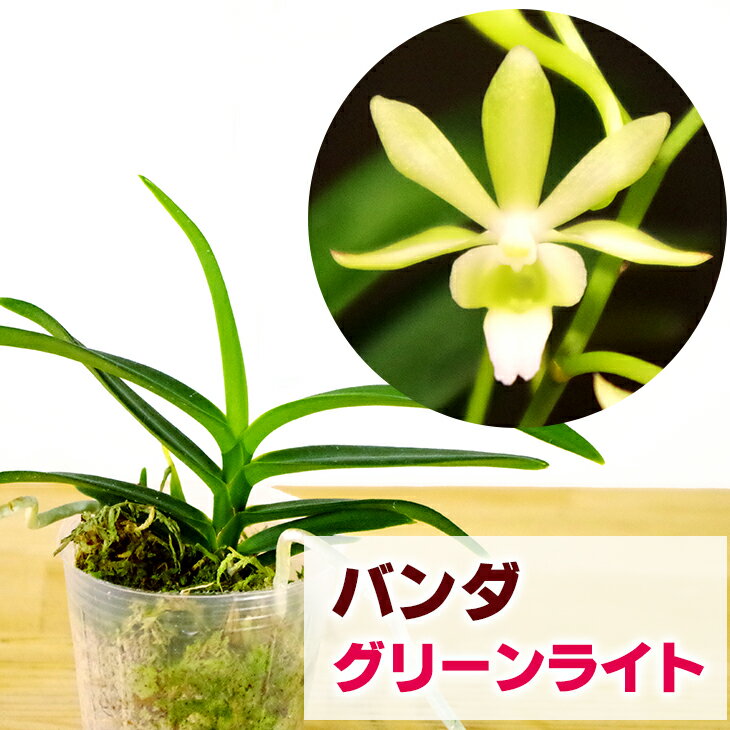 楽天市場】蘭 バンダ(花・ガーデン・DIY)の通販 楽天市場】蘭 バンダ(花・ガーデン・DIY)の通販