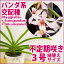 ●12番養生中!洋ラン『バンダ系交配種【花咲く苗セット】』ごく少量のみ生産の希少品種!育て方の説明書付き 洋蘭苗栽培キット