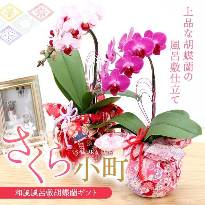 母の日 胡蝶蘭 花『ミディ胡蝶蘭 和風風呂敷仕立て「さくら小町」』花言葉 幸せが飛んで来る 和モダン 洋ラン 洋蘭 鉢植え 送料無料 誕生日【贈】《母》