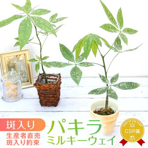 『「パキラ ミルキーウェイ」実生苗 斑入り 』2.5号ポット鉢 レア 希少 Pachira glabra Milky Way 観葉植物 栽培セット 水苔
