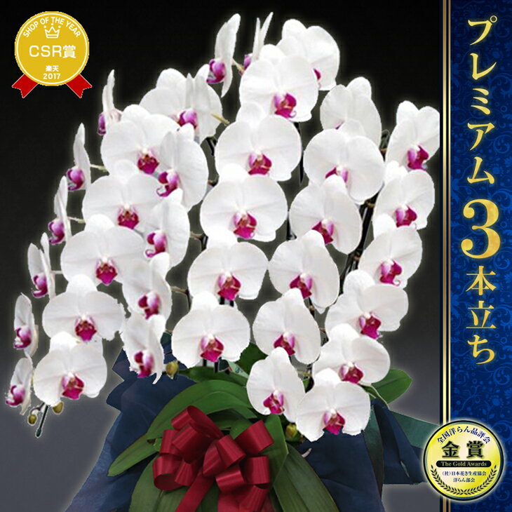 楽天市場 胡蝶蘭 洋蘭を贈答やお供えに 栽培用の洋ラン苗やボトルフラワー農園直送 森水木のラン屋さん トップページ