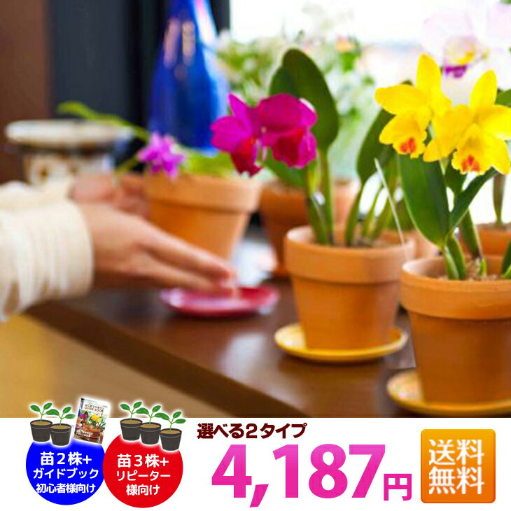 楽天市場 胡蝶蘭 洋蘭を贈答やお供えに 栽培用の洋ラン苗やボトルフラワー農園直送 森水木のラン屋さん トップページ