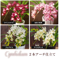 https://thumbnail.image.rakuten.co.jp/@0_mall/morimizuki/cabinet/sg/cym2fa.jpg