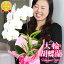 『胡蝶蘭 大輪 1本仕立て観葉寄せ植え 「ほほえみ」』陶器鉢花 あす楽 メッセージカード無料 寒冷地も対応