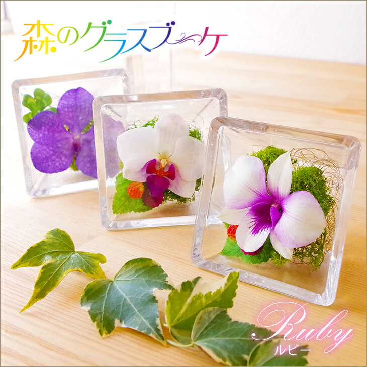 楽天市場 胡蝶蘭 洋蘭を贈答やお供えに 栽培用の洋ラン苗やボトルフラワー農園直送 森水木のラン屋さん トップページ