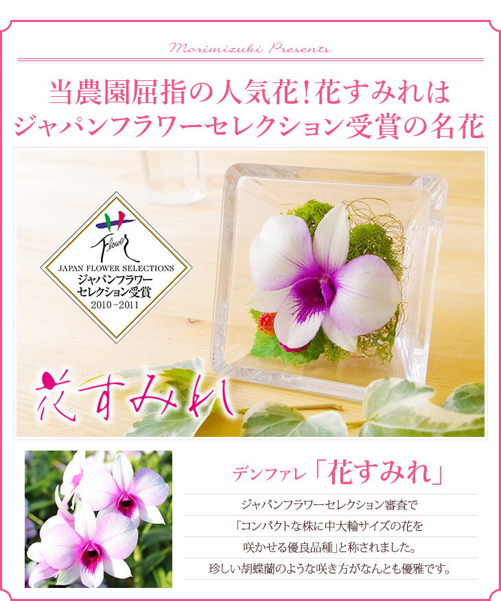 プレゼント国産ボトルフラワー『森のグラスブーケ 「ルビー」』母の日にも 最安値 グラスフラワー 花 ギフト プリザーブド 枯れない花 珍しい 飾るだけできれい 記念品 誕生日 洋ラン 洋蘭 コチョウラン 胡蝶蘭 デンファレ《母》