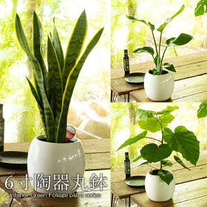 贈り物にもピッタリでかわいい！お洒落な観葉植物『3種から選べる陶器鉢！サンスベリア　ストレリチア・オーガスタ　フィカス・ウンベラータ　「観葉6寸陶器丸鉢」』【葉】【直】 開店祝い 新築祝い 誕生日プレゼント 引越し祝 インテリア おしゃれ植木鉢　お中元