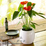 £ʪˤԥåǤ襤ޯʴտʪ2狼٤ƫȭ󥹥塼ִ6ƫȭ(Anthurium)١աۡľۥ󥹥ꥦ Źˤ ۽ˤ ץ쥼 ۤˤ ƥꥢ ʿȭˤ ĳʳ