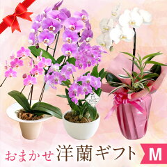 https://thumbnail.image.rakuten.co.jp/@0_mall/morimizuki/cabinet/sg2/imgrc0089137259.jpg