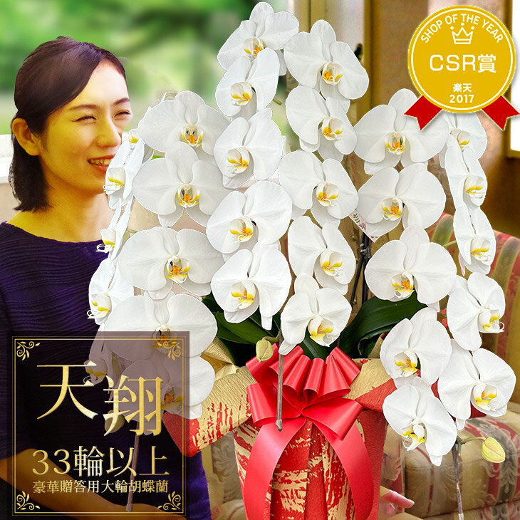 森水木のラン屋さん 花の鉢植え プレミアム胡蝶蘭ギフト 3本立ち 31輪以上！『胡蝶蘭 3本立ち 大輪「天翔」』誕生日プレゼント お供え 花 大輪胡蝶蘭3本仕立て お祝い 胡蝶蘭 開店祝い お供え胡蝶蘭 お供え花【贈】《母》※写サ