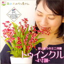 香る洋ラン『オンシジューム トゥインクル 4寸鉢』陶器鉢花 ...