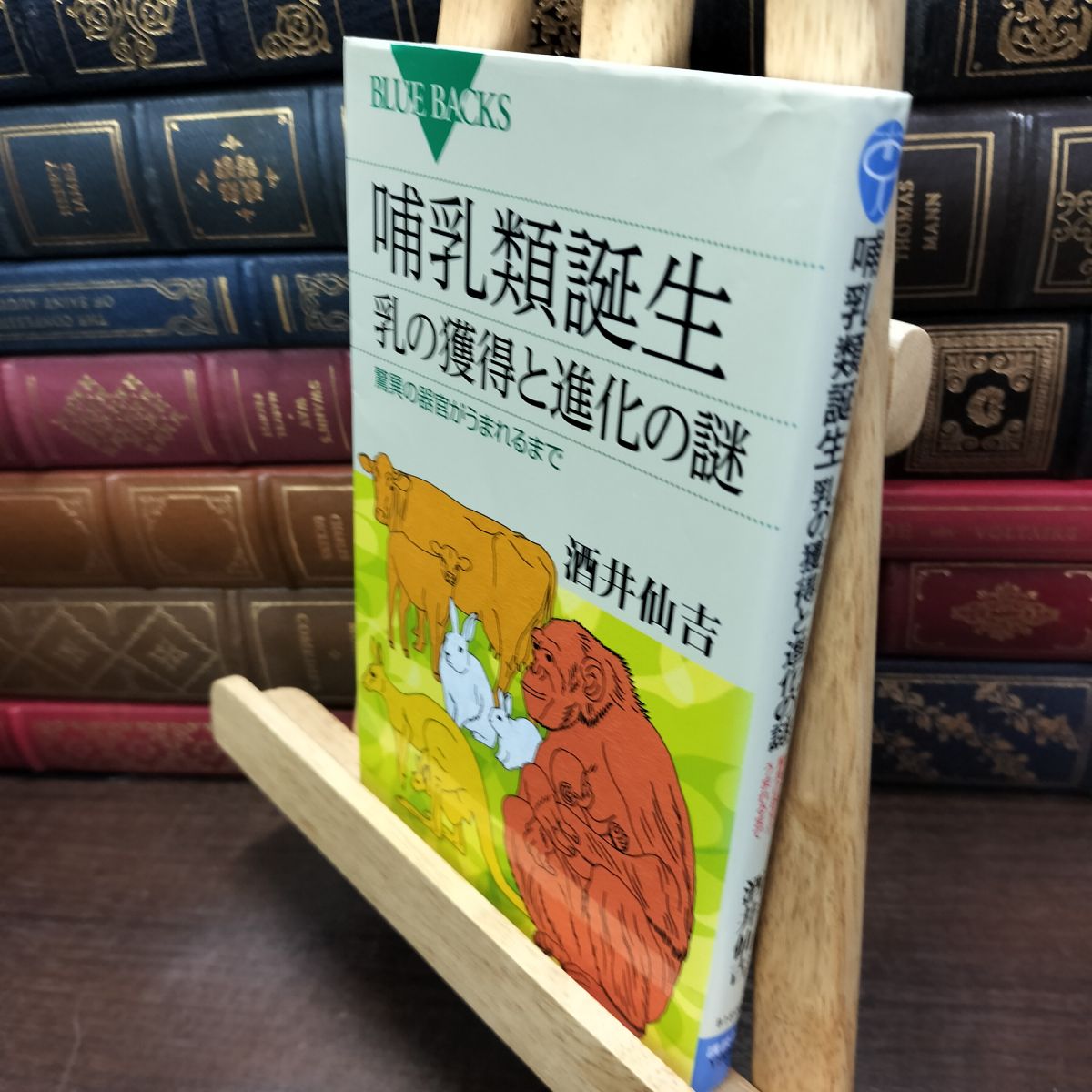 樂天商城 - 【中古】 哺乳類誕生 乳の獲得と進化の謎 (ブルーバックス 1898) 酒井 仙吉 230202