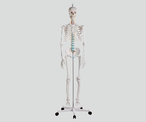骨格モデル　178cm　2960組み立て式【骨格モデル】【教育】【病院】【解剖学】