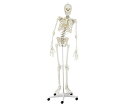 脊椎可動式 骨格モデル【骨】【模型】【教育】【学校】【病院】【施設】【人体模型】
