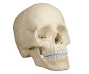 頭蓋22分解モデル（ナチュラルカラー）Erler-Zimmer　【骨】【骨格】【模型】【学校】【教育】【頭蓋骨】