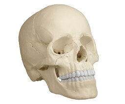 頭蓋22分解モデル（ナチュラルカラー）Erler-Zimmer　【骨】【骨格】【模型】【学校】【教育】【頭蓋骨】