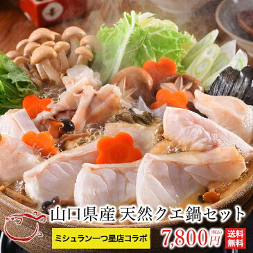 送料無料 山口県産 天然 くえ鍋(クエ鍋)セット！ スープ付き！ ギフト お歳暮 のし対応 高級魚 (くえ)(くえ鍋)(お歳暮)(ギフト)(お取寄)