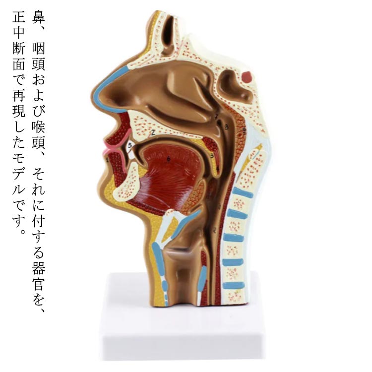 鼻、咽頭および喉頭、それに付する器官を、正中断面で再現したモデルです。正中断面から観察することで咽頭部分を正しく理解して頂くことができます。医療現場での患者さんへの説明用に使える可能です!!解剖学による生徒への説明や医療現場での患者さんへの説明用に使える模型です。 サイズ 約12*12*24cm サイズについての説明 約12*12*24cm 素材 PVC 色 写真色 備考 ●サイズ詳細等の測り方はスタッフ間で統一、徹底はしておりますが、実寸は商品によって若干の誤差(1cm〜3cm )がある場合がございますので、予めご了承ください。 ●製造ロットにより、細部形状の違いや、同色でも色味に多少の誤差が生じます。 ●パッケージは改良のため予告なく仕様を変更する場合があります。 ▼商品の色は、撮影時の光や、お客様のモニターの色具合などにより、実際の商品と異なる場合がございます。あらかじめ、ご了承ください。 ▼生地の特性上、やや匂いが強く感じられるものもございます。数日のご使用や陰干しなどで気になる匂いはほとんど感じられなくなります。 ▼同じ商品でも生産時期により形やサイズ、カラーに多少の誤差が生じる場合もございます。 ▼他店舗でも在庫を共有して販売をしている為、受注後欠品となる場合もございます。予め、ご了承お願い申し上げます。 ▼出荷前に全て検品を行っておりますが、万が一商品に不具合があった場合は、お問い合わせフォームまたはメールよりご連絡頂けます様お願い申し上げます。速やかに対応致しますのでご安心ください。鼻、咽頭および喉頭、それに付する器官を、正中断面で再現したモデルです。正中断面から観察することで咽頭部分を正しく理解して頂くことができます。医療現場での患者さんへの説明用に使える可能です!!解剖学による生徒への説明や医療現場での患者さんへの説明用に使える模型です。 サイズ 約12*12*24cm サイズについての説明 約12*12*24cm 素材 PVC 色 写真色 備考 ●サイズ詳細等の測り方はスタッフ間で統一、徹底はしておりますが、実寸は商品によって若干の誤差(1cm〜3cm )がある場合がございますので、予めご了承ください。 ●製造ロットにより、細部形状の違いや、同色でも色味に多少の誤差が生じます。 ●パッケージは改良のため予告なく仕様を変更する場合があります。 ▼商品の色は、撮影時の光や、お客様のモニターの色具合などにより、実際の商品と異なる場合がございます。あらかじめ、ご了承ください。 ▼生地の特性上、やや匂いが強く感じられるものもございます。数日のご使用や陰干しなどで気になる匂いはほとんど感じられなくなります。 ▼同じ商品でも生産時期により形やサイズ、カラーに多少の誤差が生じる場合もございます。 ▼他店舗でも在庫を共有して販売をしている為、受注後欠品となる場合もございます。予め、ご了承お願い申し上げます。 ▼出荷前に全て検品を行っておりますが、万が一商品に不具合があった場合は、お問い合わせフォームまたはメールよりご連絡頂けます様お願い申し上げます。速やかに対応致しますのでご安心ください。