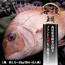 【 送料無料】真鯛(約1.5～2キロ) 3枚おろし 鯛 刺身 ...