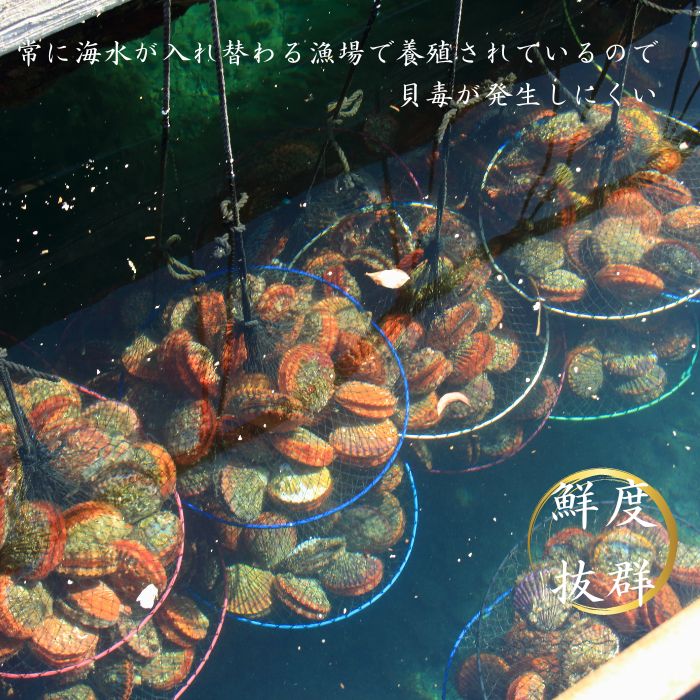ヒオウギ貝10枚セット ヒオウギ貝 愛媛 送料無料 ヒオウギ貝 高知 ヒオウギ貝 BBQ ヒオウギ貝 ギフトヒオウギ貝 ふるさと納税 ヒオウギ貝 バター焼き ヒオウギ貝 グラタン 海鮮浜焼き 海鮮バーベキュー 海鮮BBQ 長太郎 長太郎バター焼き