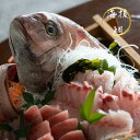 真鯛(約1.5~2kg) 1尾 鯛 刺身 海援鯛 養殖 送料無料 お祝い事 お刺身 タイ 鯛 鯛しゃぶ 塩焼き 塩釜焼き 鯛 あら汁 鯛 アクアパッツァ 鯛 あら煮 鯛のカルパッチョ 鯛茶漬け 鯛のあら汁