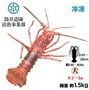 冷凍 天然 土佐の伊勢海老 | 大・Lサイズ(約600〜800g)×2〜3尾 総重量約1.5kg 土佐湾 クール便 冷凍でお届け 高知産天然イセエビ