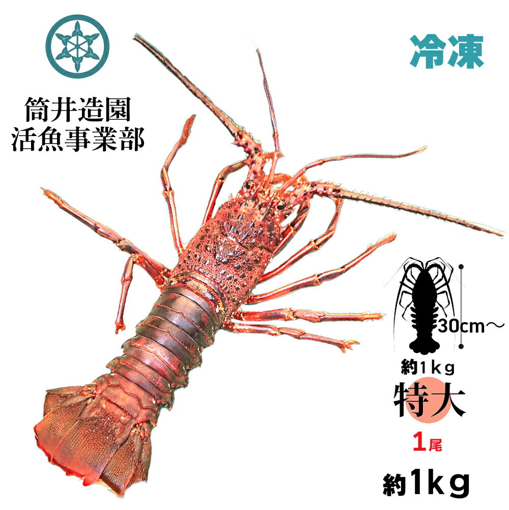 冷凍 天然 土佐の伊勢海老 | 特大・LLサイズ 1尾 総重量約1.0kg以上 土佐湾 クール便 冷凍でお届け 高知産天然イセエビ