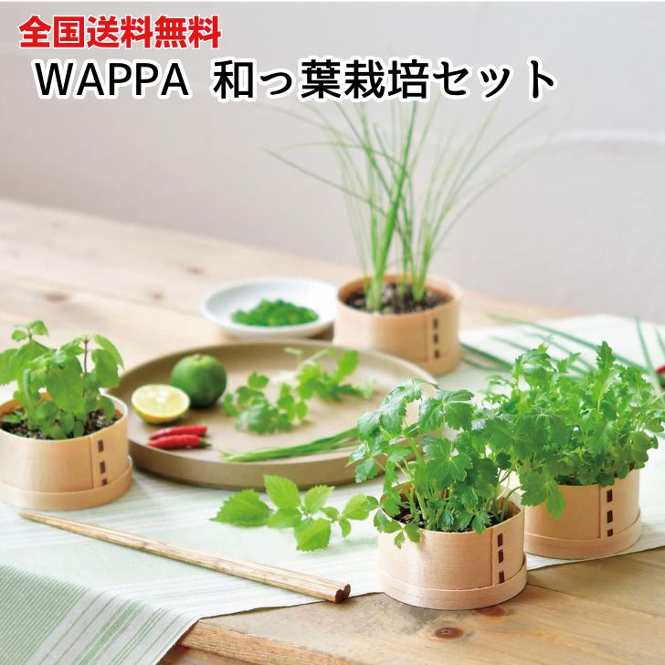 M【全国送料無料】聖新陶芸 WAPPA 和っ葉栽培セット シソ 紫蘇 大葉 三つ葉 ミツバ コネギ ねぎ 葱 ミズナ 水菜 野菜 薬味 室内栽培 室..