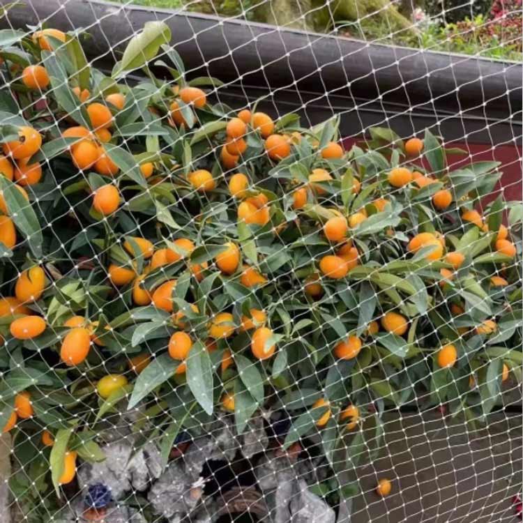 ��Ļ�ͥå� Ʃ�� 3��10m Ļ�褱�ͥå� �ڱ� �̼� �٥���Ļ�褱�ͥå� ������ ���饹 ȷ�����ɻ� ȷ�褱�ͥå� Ļ���к� ��Ļ�� �٤��� 25mm���� ǭ����æ���ɻ� Ʃ���� ���� �����ѥͥå� Ļ ưʪ �к� ����̵��