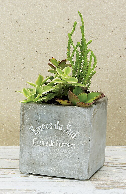 セメングレポット スクエア S 陶器 鉢カバー プランター ガーデニング インテリア 玄関先 リビング 雑..