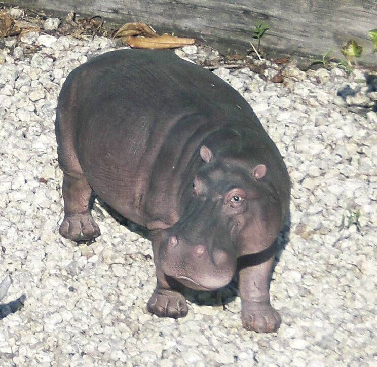 かばS 置物 オーナメント ガーデン雑貨 動物 アニマル 雑貨 ガーデニング ガーデニング雑貨 ガーデン